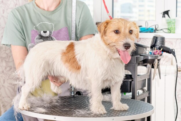 The process of trimming jack Russell on the grooming table with a lot of hair falling out hair