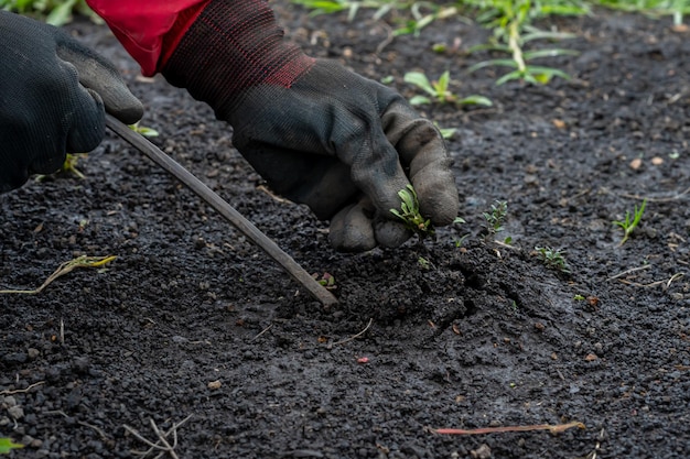 process of weeding weeds Hook for Domestic Outdoor Garden Digging Field Cultivator