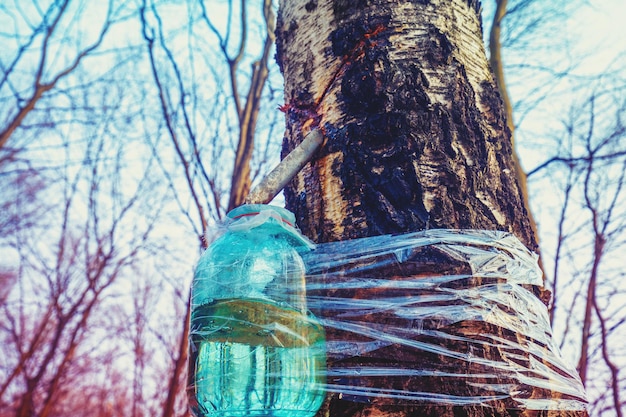 Production of birch sap in a glass jar in the forest