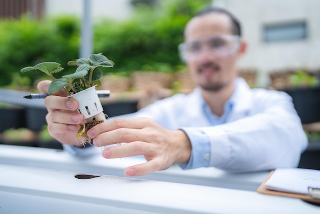 Professional agriculture scientist working to research on a organic vegetable plant in laboratory greenhouse development of smart technology for hydroponic growth farming indoor vertical farm