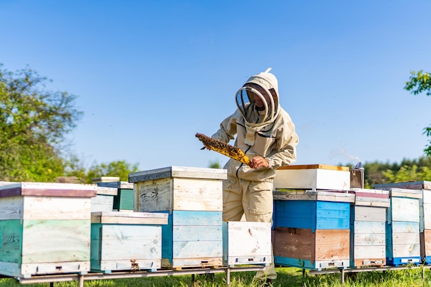 Professional beekeeper holding honeybee frame Beekeeping man with wooden frame in apiary