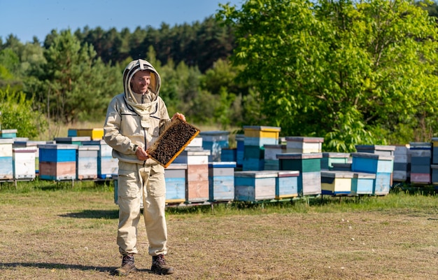 Professional beekeeper with wooden frame working Organic honey making in apiary