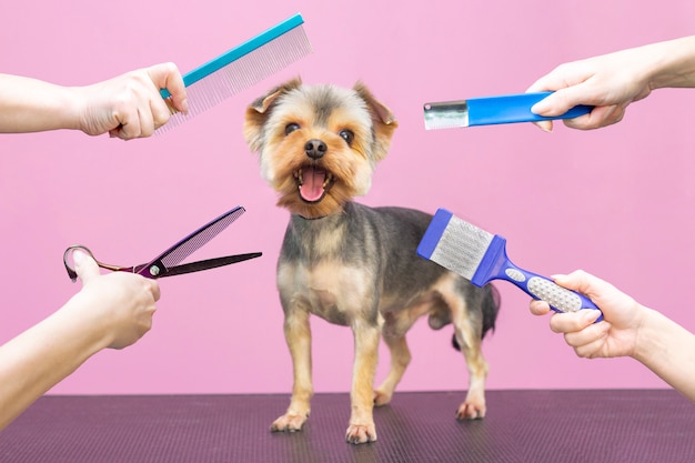 Photo professional cares for a dog in a specialized salon. groomers holding tools at the hands. pink background. groomer concept