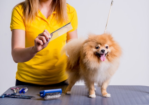 Professional cares for a dog in a specialized salon