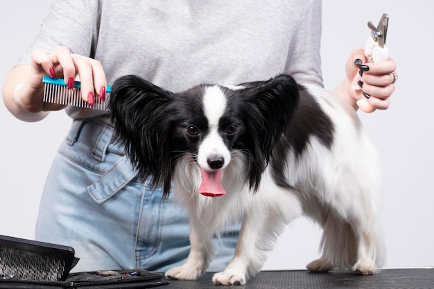 Professional dog care Papillon combed