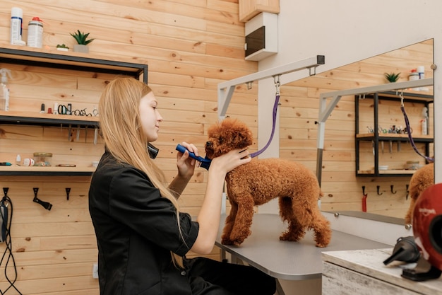 Professional female pet groomer dry tea cup poodle dog fur with a hair dryer after washing in beautician salon Grooming concept