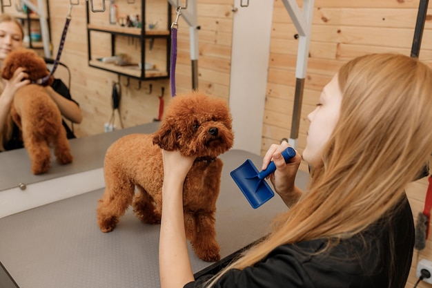 Professional female pet groomer dry tea cup poodle dog fur with a hair dryer after washing in beautician salon Grooming concept