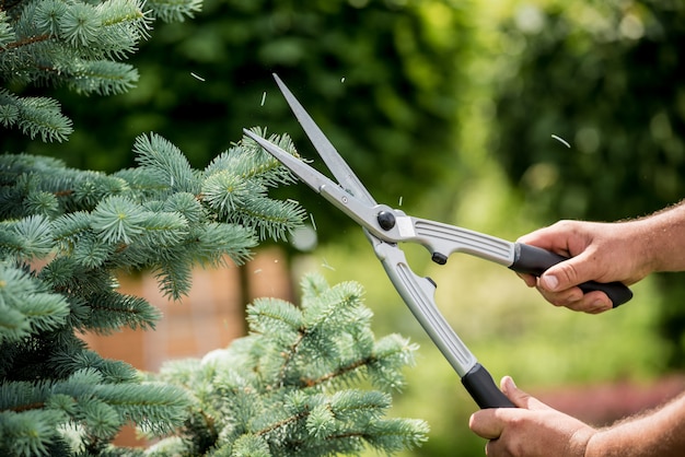 Photo professional gardener pruning a tree with garden scissors