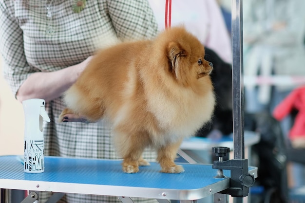 A professional groomer examines a pomeranian dog on the table