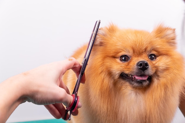 Professional groomer takes care of Orange Pomeranian Spitz in animal beauty salon