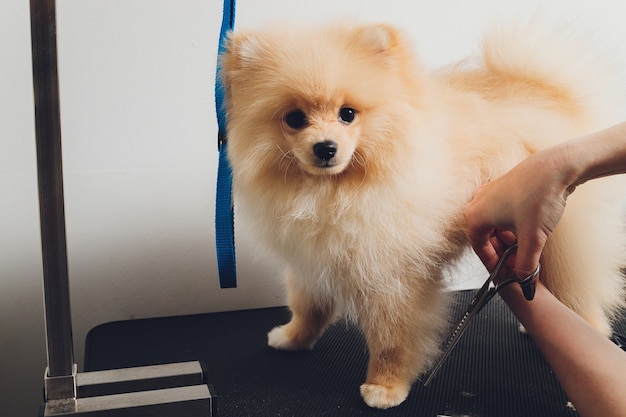 professional groomer trimming long-haried dog paws