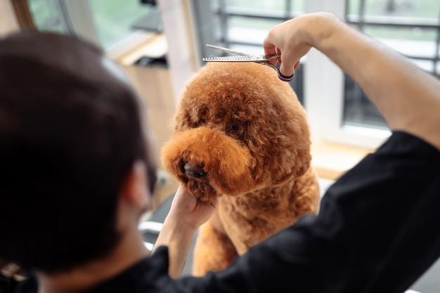 Professional grooming an apricot dog labradoodle in hair salon for dogs Young female groomer hairdresser removes cut overgrown hair of pet Domestic animal concept