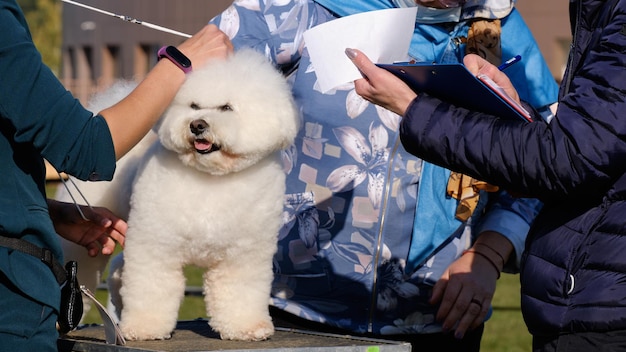 Professional judges inspect and describe the Bichon Frise dog at the dog show