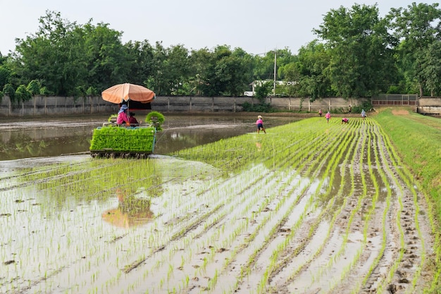 Professional local Asian farmer and agriculture vehicle machine transplant rice seediing in a paddy field in the open sky day