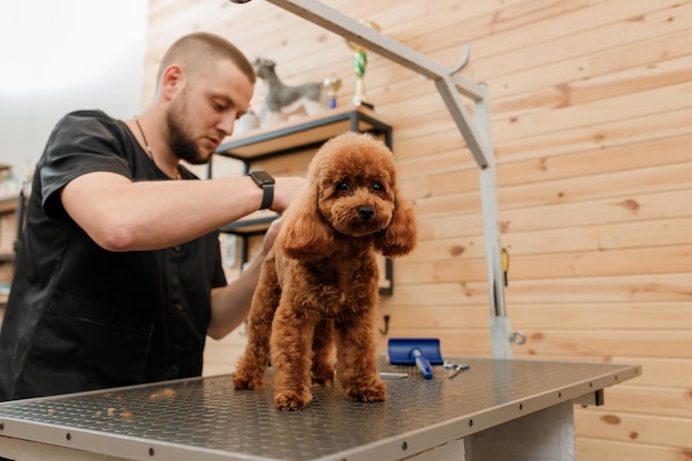 Professional male groomer making haircut of poodle teacup dog at grooming salon with professional equipment