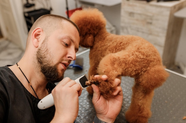 Professional male groomer making haircut of poodle teacup dog at grooming salon with professional equipment