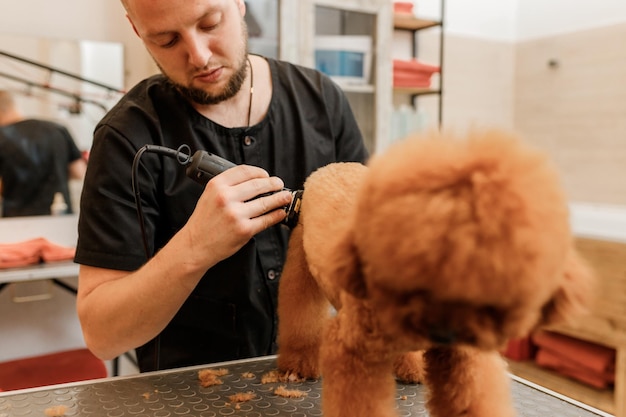 Professional male groomer making haircut of poodle teacup dog at grooming salon with professional equipment