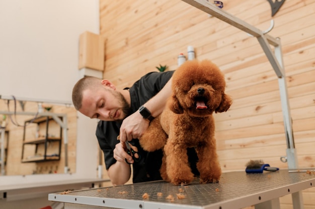 Professional male groomer making haircut of poodle teacup dog at grooming salon with professional equipment