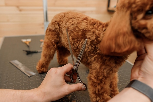 Professional male groomer making haircut of poodle teacup dog at grooming salon with professional equipment