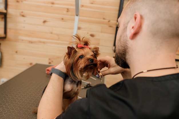 Professional male groomer making haircut of Yorkshire Terrier dog at grooming salon with professional equipment