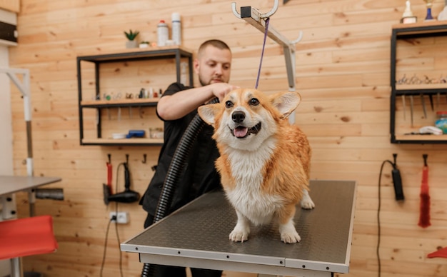 Professional male pet groomer dry Welsh Corgi Pembroke dog fur with a hair dryer after washing in beautician salon Grooming concept