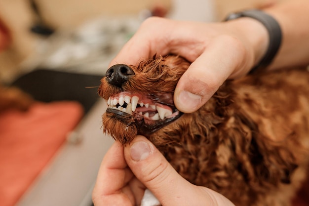 Professional Man veterinarian dentist doing procedure of professional teeth cleaning dog in a veterinary clinic Pet healthcare concept