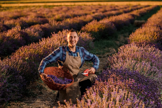 Professional man worker in uniform Cutting Bunches of Lavender with Scissors on a Lavender Field Harvesting Lavander Concept