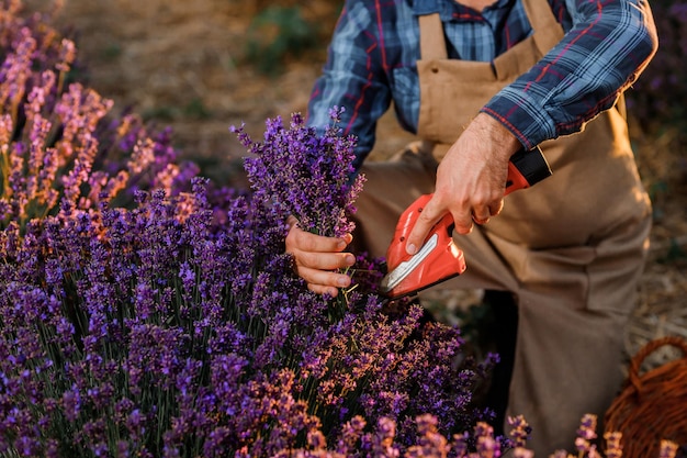 Professional man worker in uniform Cutting Bunches of Lavender with Scissors on a Lavender Field Harvesting Lavander Concept