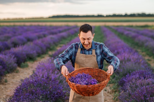 Professional man worker in uniform holding basket with cut Bunches of Lavender on a Lavender Field Harvesting Lavander Concept