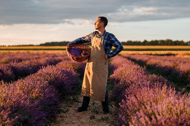 Professional man worker in uniform holding basket with cut Bunches of Lavender and Scissors on a Lavender Field Harvesting Lavander Concept