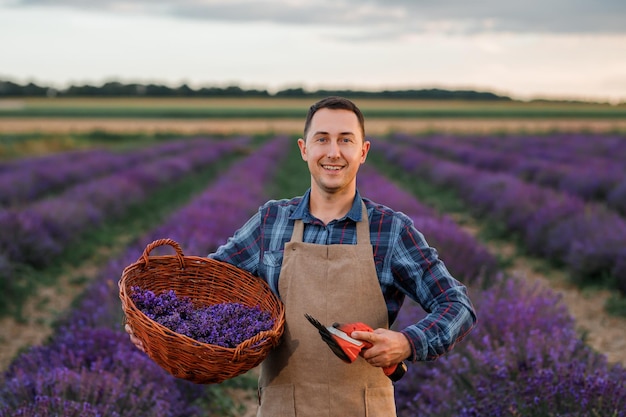 Professional man worker in uniform holding basket with cut Bunches of Lavender and Scissors on a Lavender Field Harvesting Lavander Concept