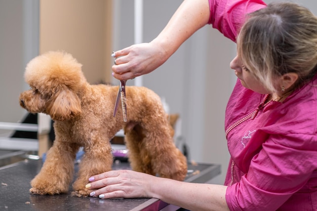 Professional pet groomer trimming a dog39s hair using a trimming scissors at a pet spa salon