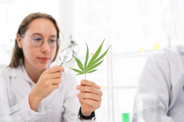 Professional researchers checking ganja leaf with a magnifier working on a hemp plant and Marijuana.