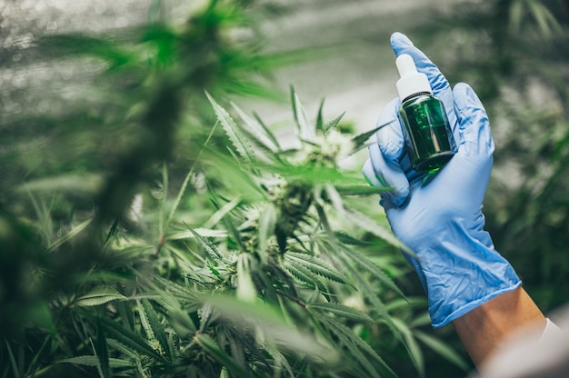 Professional researchers working in a hemp field, they are checking plants, alternative medicine and cannabis concept