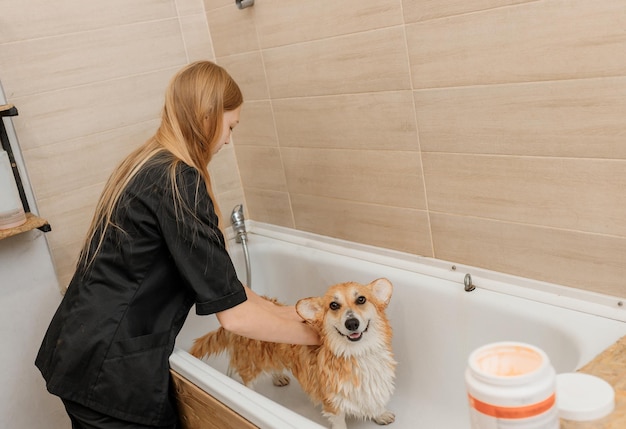 Professional skilled groomer carefully wash the funny Welsh Corgi Pembroke dog in bath before grooming procedure