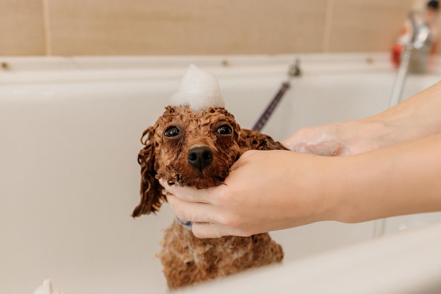 Professional skilled groomer carefully wash the teacup Poodle dog in bath before grooming procedure