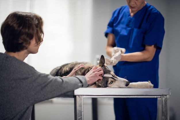 A professional vet doctor puts on rubber gloves to exam a dog, which is lying on the table, the huskys owner is patting it to calm it down.