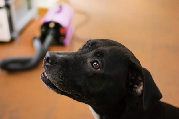 Professional veterinarian check up Close up view of the black pit bull dog spending time in clinic or grooming salon Stock photo