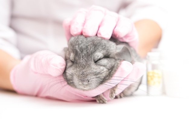 Professional veterinarian examining chinchilla in clinic closeup