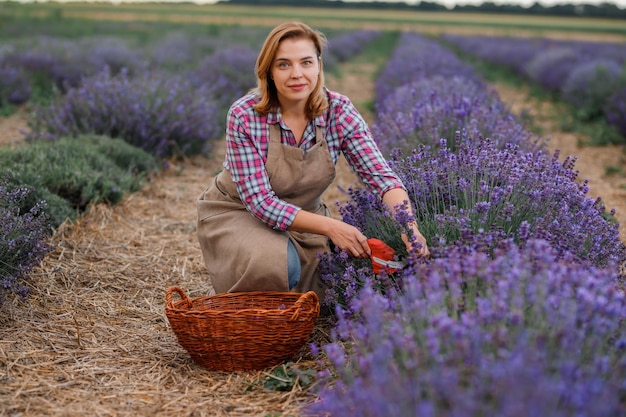 Professional Woman worker in uniform Cutting Bunches of Lavender with Scissors on a Lavender Field Harvesting Lavander Concept