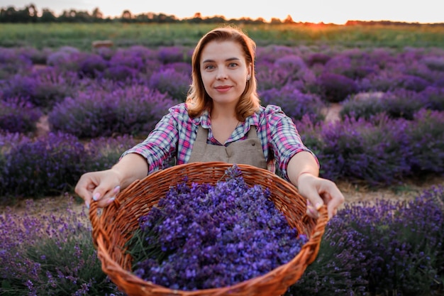 Professional woman worker in uniform holding basket with cut Bunches of Lavender on a Lavender Field and inhealing aroma of flowers Harvesting Lavander Concept