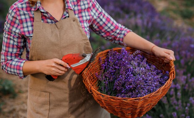 Professional Woman worker in uniform holding basket with cut Bunches of Lavender and Scissors on a Lavender Field Harvesting Lavander Concept