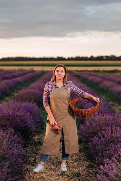 Professional woman worker in uniform holding basket with cut Bunches of Lavender and Scissors on a Lavender Field Harvesting Lavander Concept