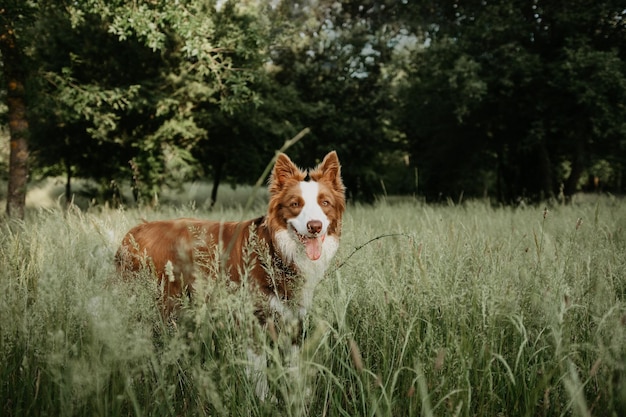 Profile border collie puppy dog with happy expression on green meadow on summer season