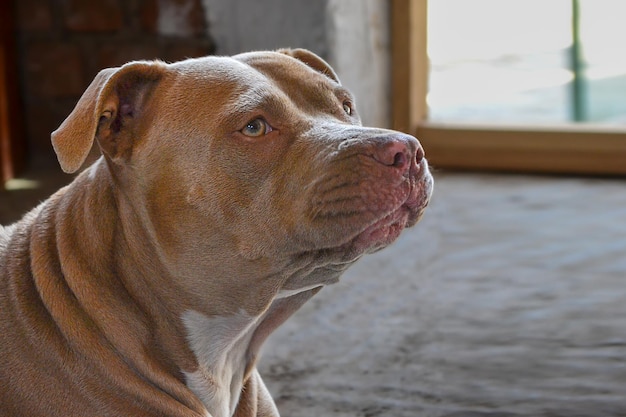 Profile of a dog's head with a concentration scope