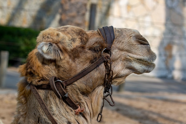 Profile face of camel resting on the beach. Camel with bridles looking to side, relax profile pose with natural face and confident smile. Head of dromedary domesticated riding camel tied up with chain