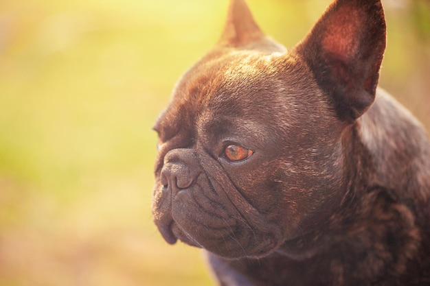 Profile of a French bulldog on a grass background Portrait of a young dog