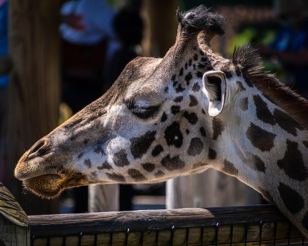 Profile of a funny sleeping giraffe