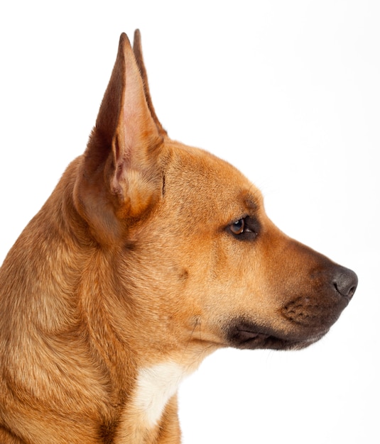 Profile of the head of a brown dog