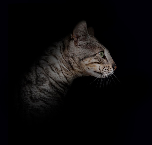 Profile head shot of a silver bengal cat on a black